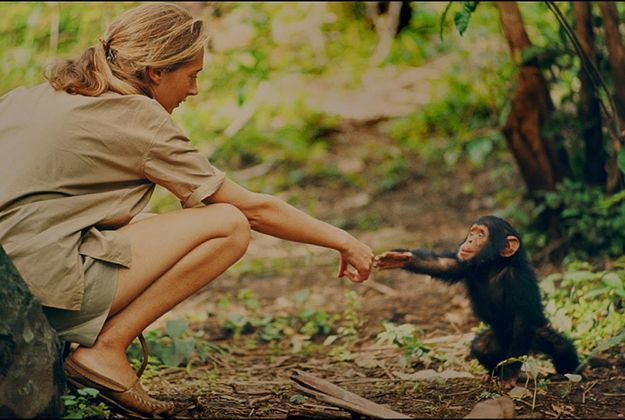 Fark Yaratan Bir Kadının Hikayesi: Jane Goodall