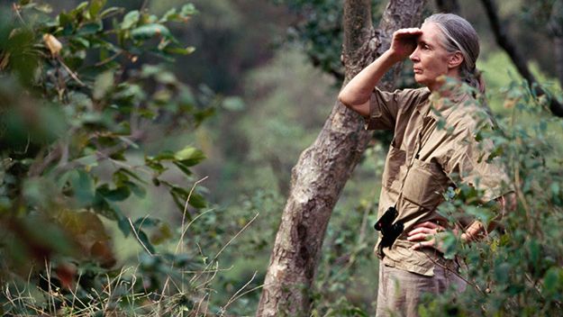 Fark Yaratan Bir Kadının Hikayesi: Jane Goodall